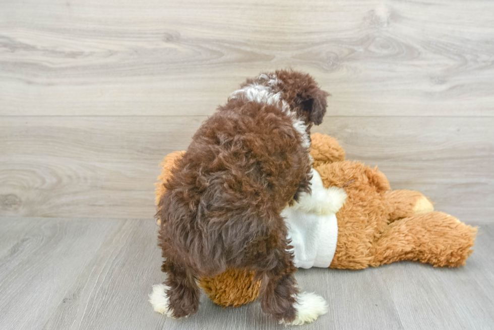 Little Mini Aussiepoo Poodle Mix Puppy