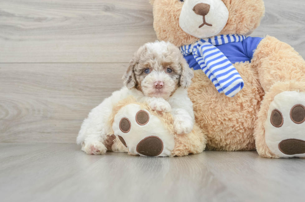 8 week old Mini Aussiedoodle Puppy For Sale - Lone Star Pups