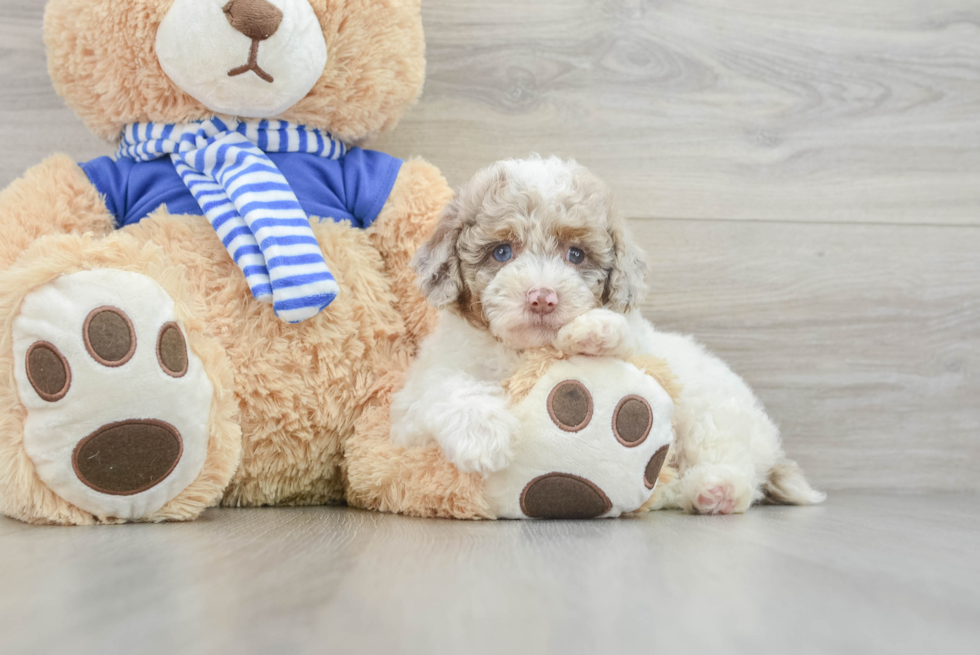 Funny Mini Aussiedoodle Poodle Mix Pup