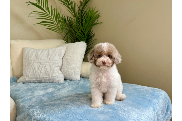 Cute Mini Aussiedoodle Poodle Mix Pup