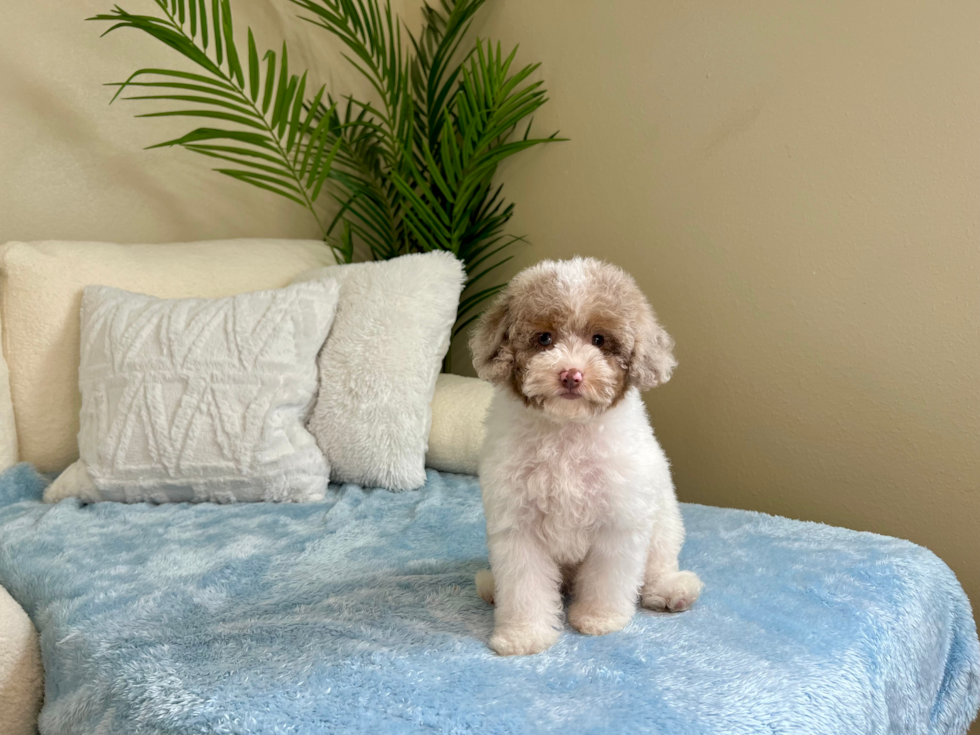 Cute Mini Aussiedoodle Poodle Mix Pup