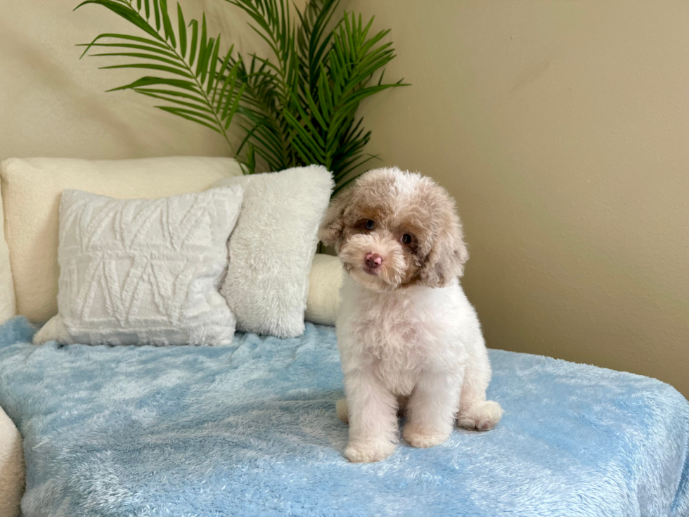 Mini Aussiedoodle Pup Being Cute