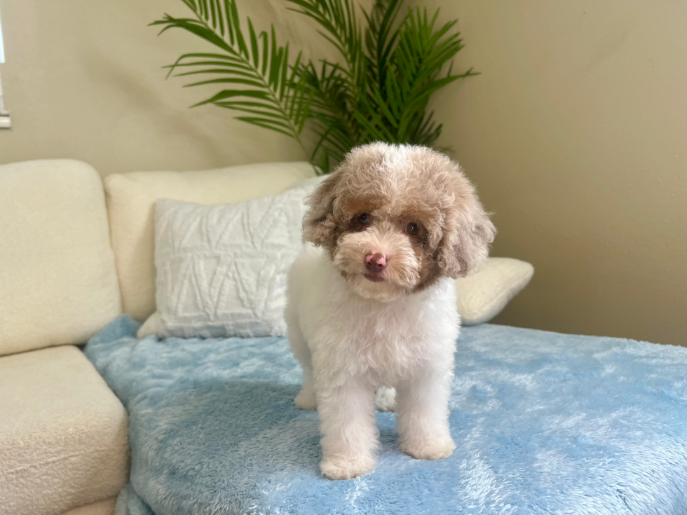 Mini Aussiedoodle Puppy for Adoption