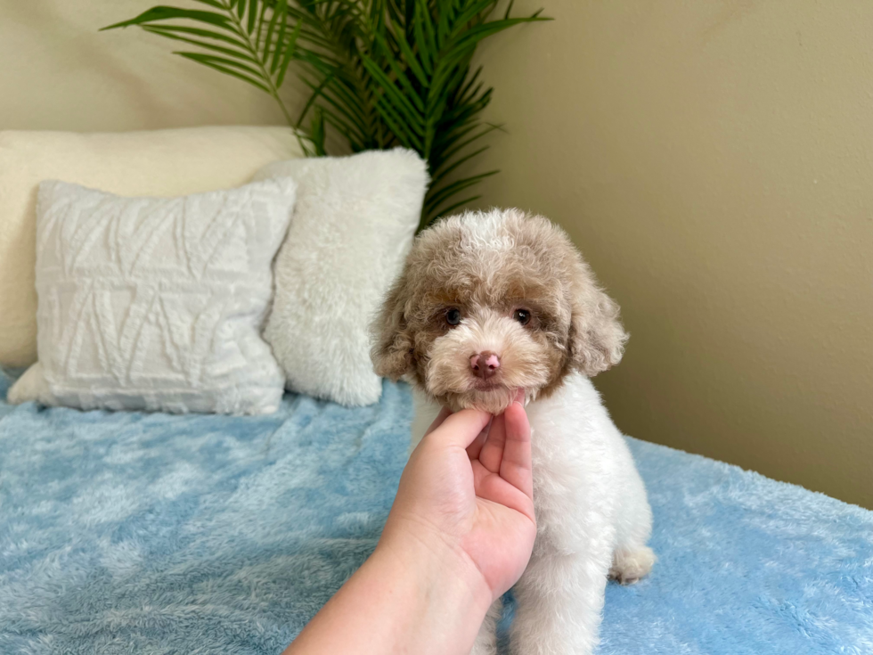 Best Mini Aussiedoodle Baby