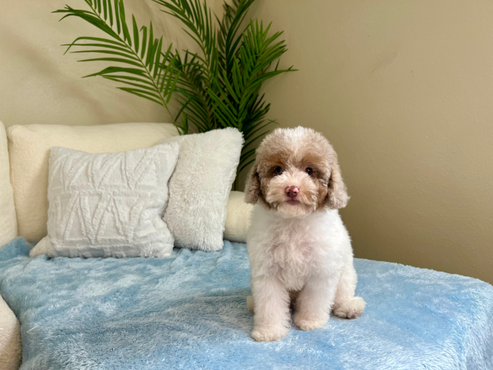 Cute Mini Aussiepoo Poodle Mix Puppy