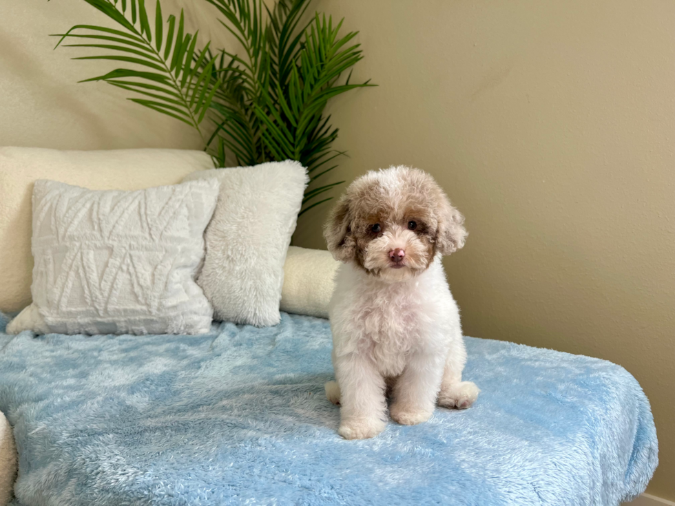 Best Mini Aussiedoodle Baby