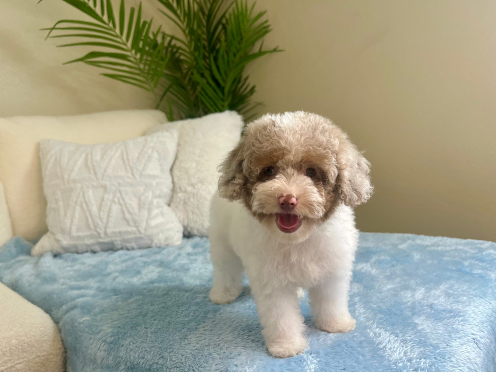 Cute Mini Aussiepoodle Poodle Mix Puppy