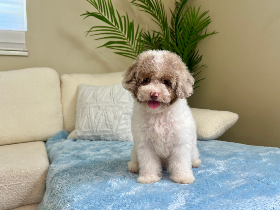 Cute Mini Aussiepoodle Poodle Mix Puppy