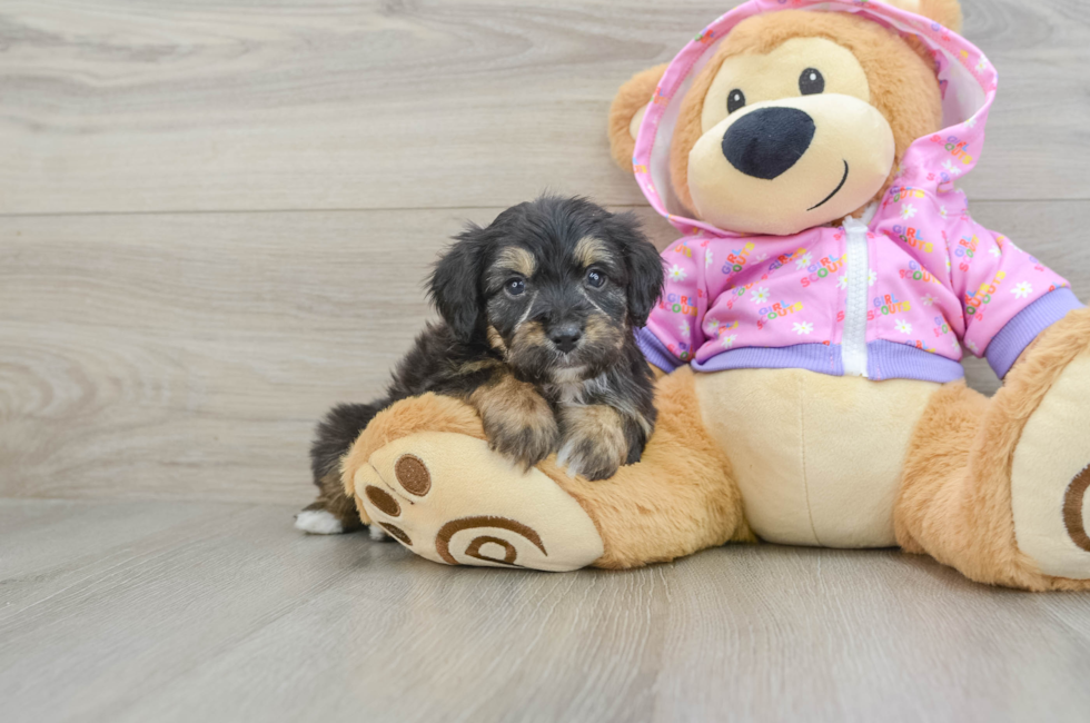 5 week old Mini Aussiedoodle Puppy For Sale - Lone Star Pups