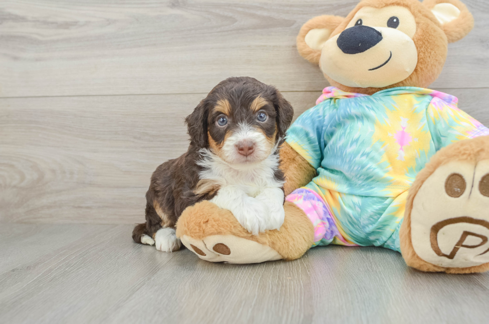5 week old Mini Aussiedoodle Puppy For Sale - Lone Star Pups