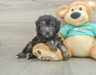 7 week old Mini Aussiedoodle Puppy For Sale - Lone Star Pups