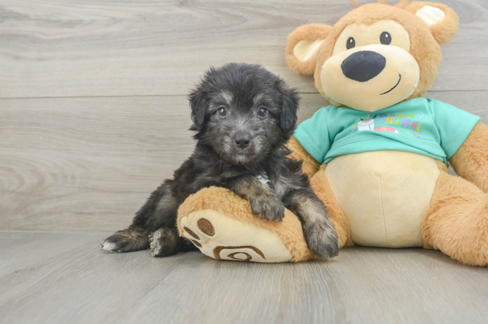 5 week old Mini Aussiedoodle Puppy For Sale - Lone Star Pups
