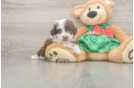 Friendly Mini Aussiedoodle Baby