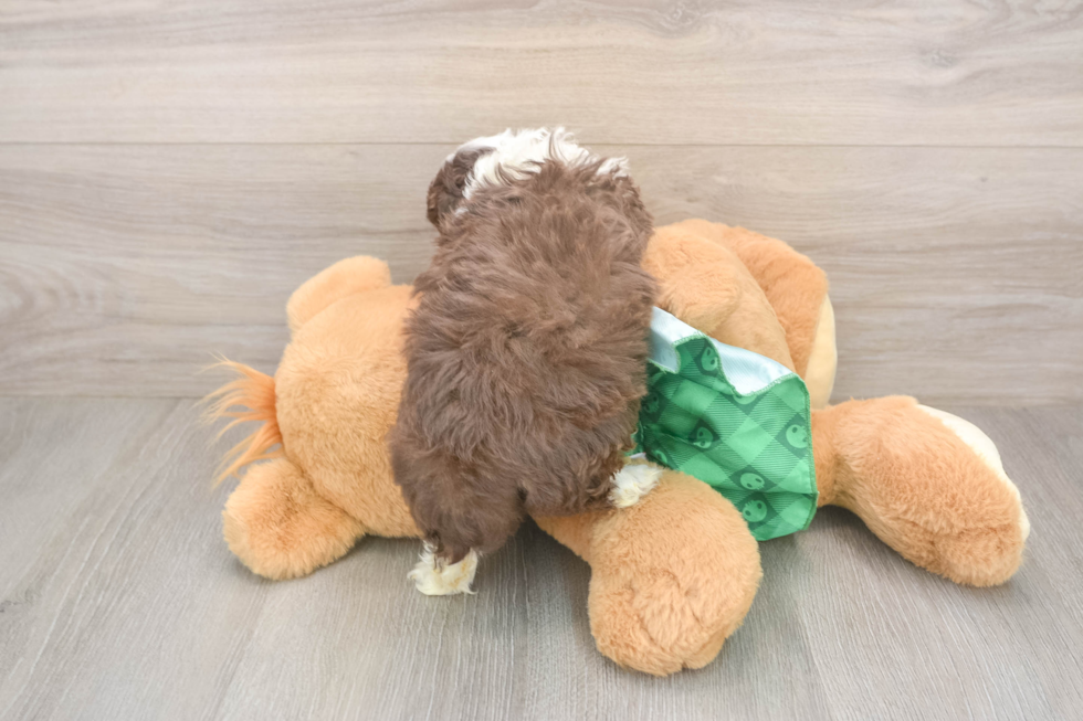 Popular Mini Aussiedoodle Poodle Mix Pup