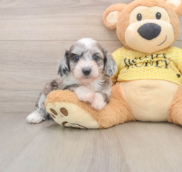 8 week old Mini Aussiedoodle Puppy For Sale - Lone Star Pups