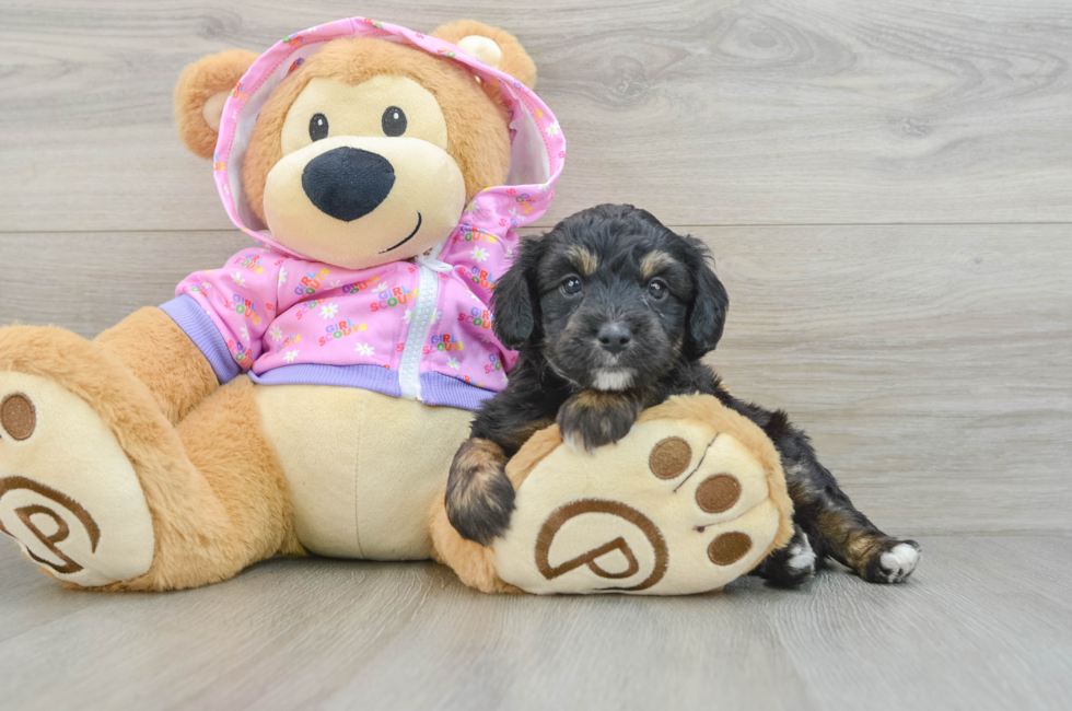 5 week old Mini Aussiedoodle Puppy For Sale - Lone Star Pups