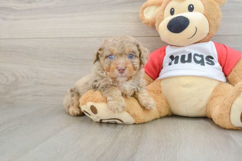 Meet Skywalker - our Mini Aussiedoodle Puppy Photo 1/3 - Lone Star Pups