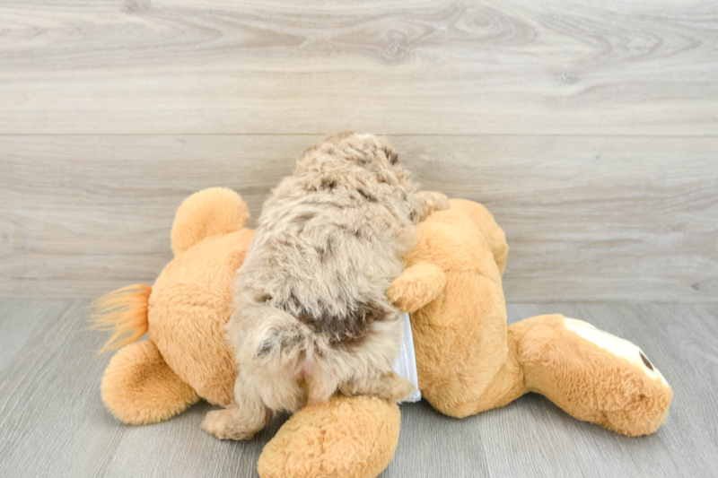 Meet Skywalker - our Mini Aussiedoodle Puppy Photo 2/3 - Lone Star Pups