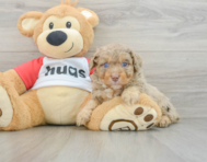 8 week old Mini Aussiedoodle Puppy For Sale - Lone Star Pups