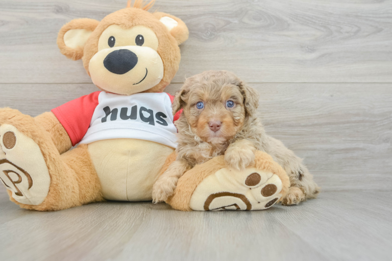 Meet Skywalker - our Mini Aussiedoodle Puppy Photo 3/3 - Lone Star Pups