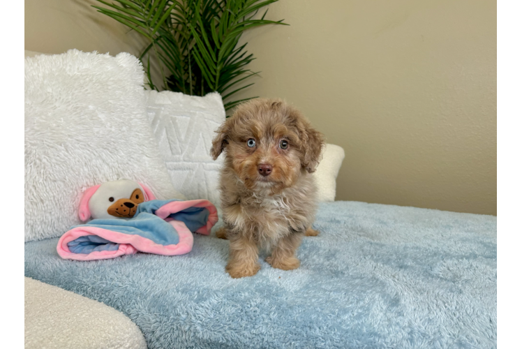 Cute Mini Aussiedoodle Baby