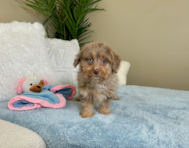 9 week old Mini Aussiedoodle Puppy For Sale - Lone Star Pups