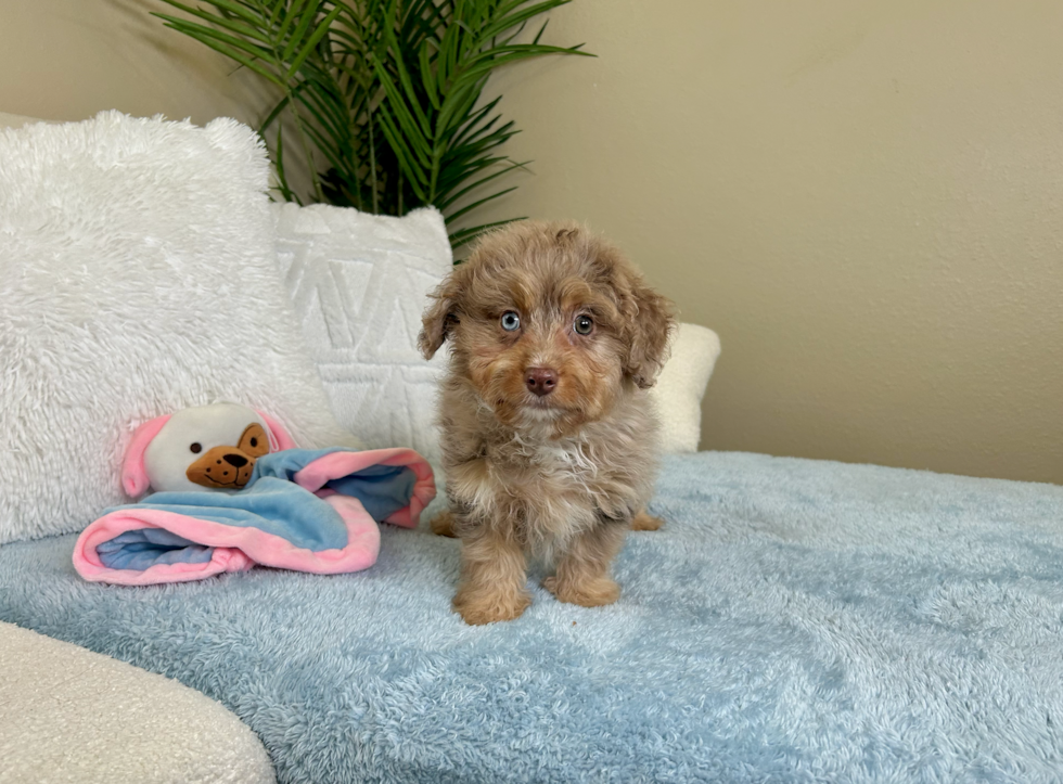 Cute Mini Aussiedoodle Baby
