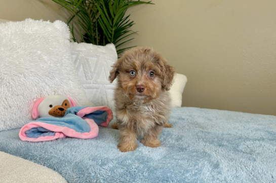 Cute Mini Aussiedoodle Baby