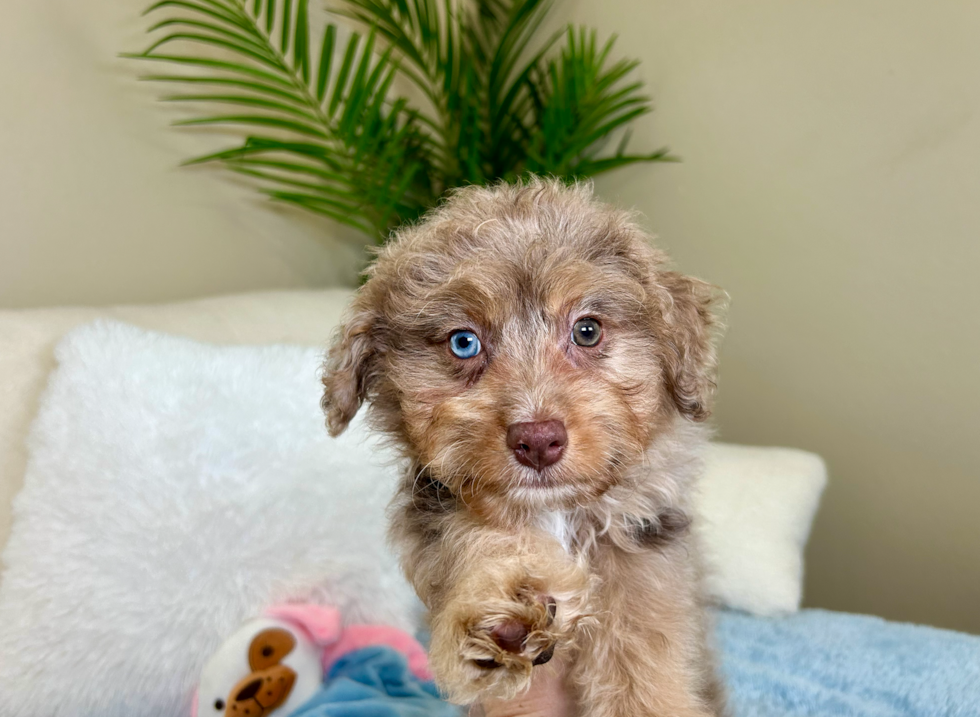 Cute Mini Aussiepoo Poodle Mix Puppy