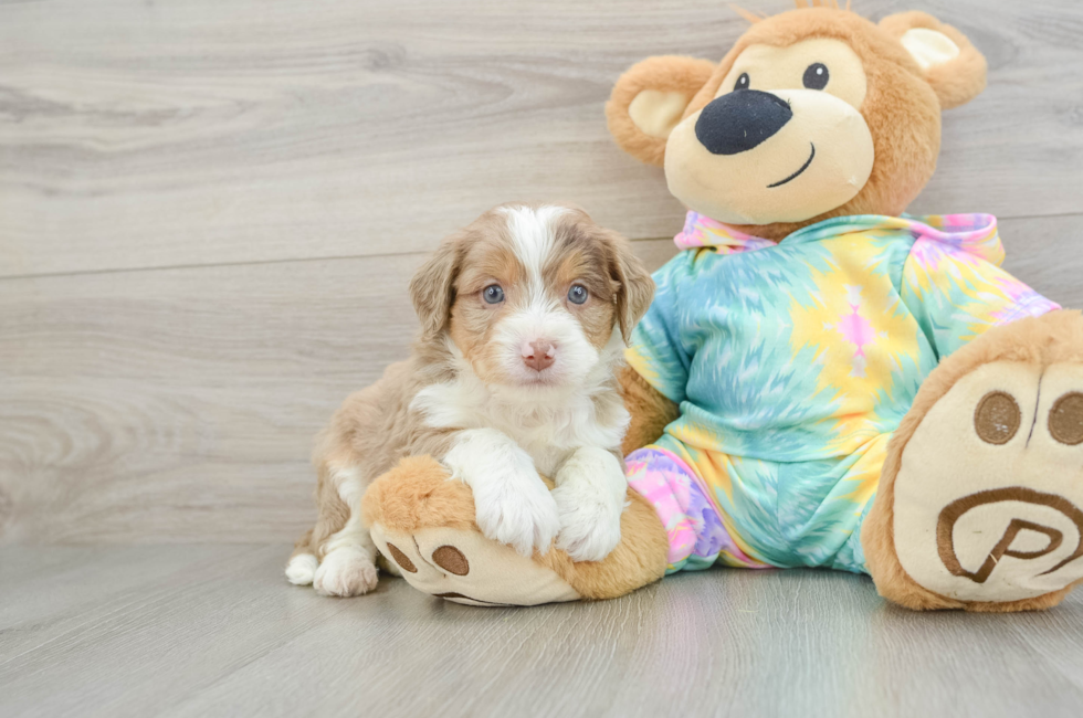 5 week old Mini Aussiedoodle Puppy For Sale - Lone Star Pups