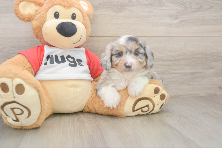 Friendly Mini Aussiedoodle Baby