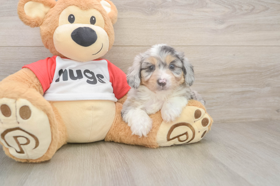 6 week old Mini Aussiedoodle Puppy For Sale - Lone Star Pups