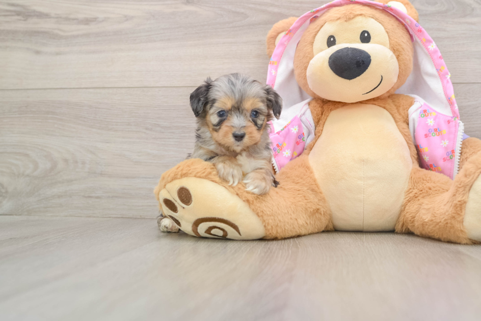 Mini Aussiedoodle Pup Being Cute
