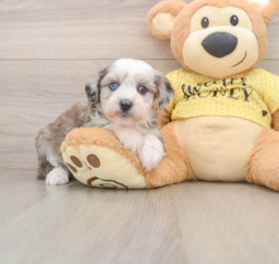 8 week old Mini Aussiedoodle Puppy For Sale - Lone Star Pups