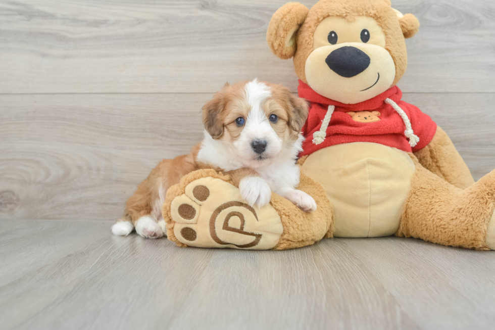 Funny Mini Aussiedoodle Poodle Mix Pup