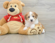 7 week old Mini Aussiedoodle Puppy For Sale - Lone Star Pups