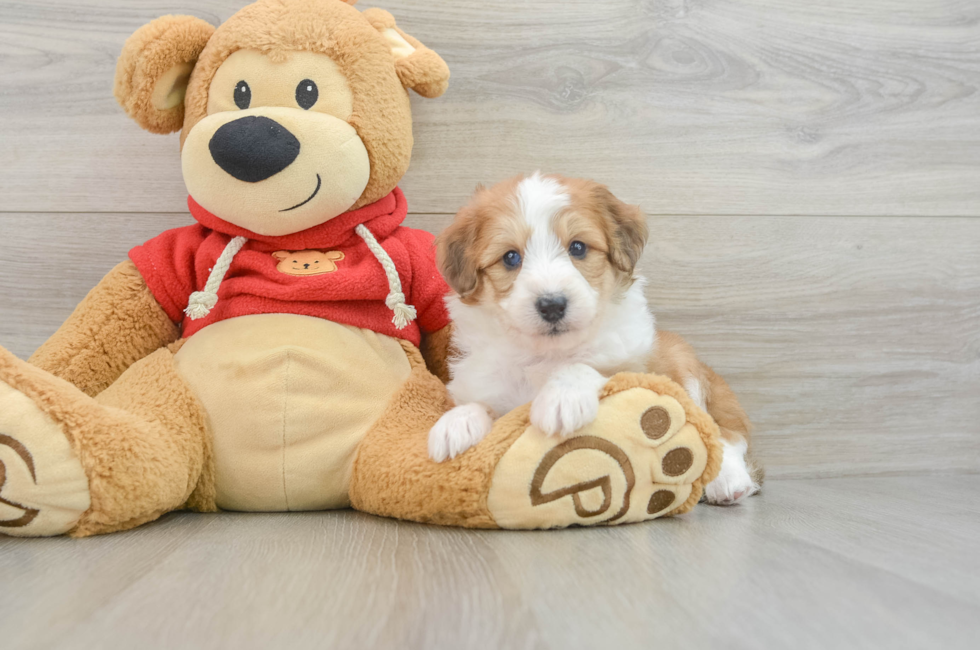 7 week old Mini Aussiedoodle Puppy For Sale - Lone Star Pups