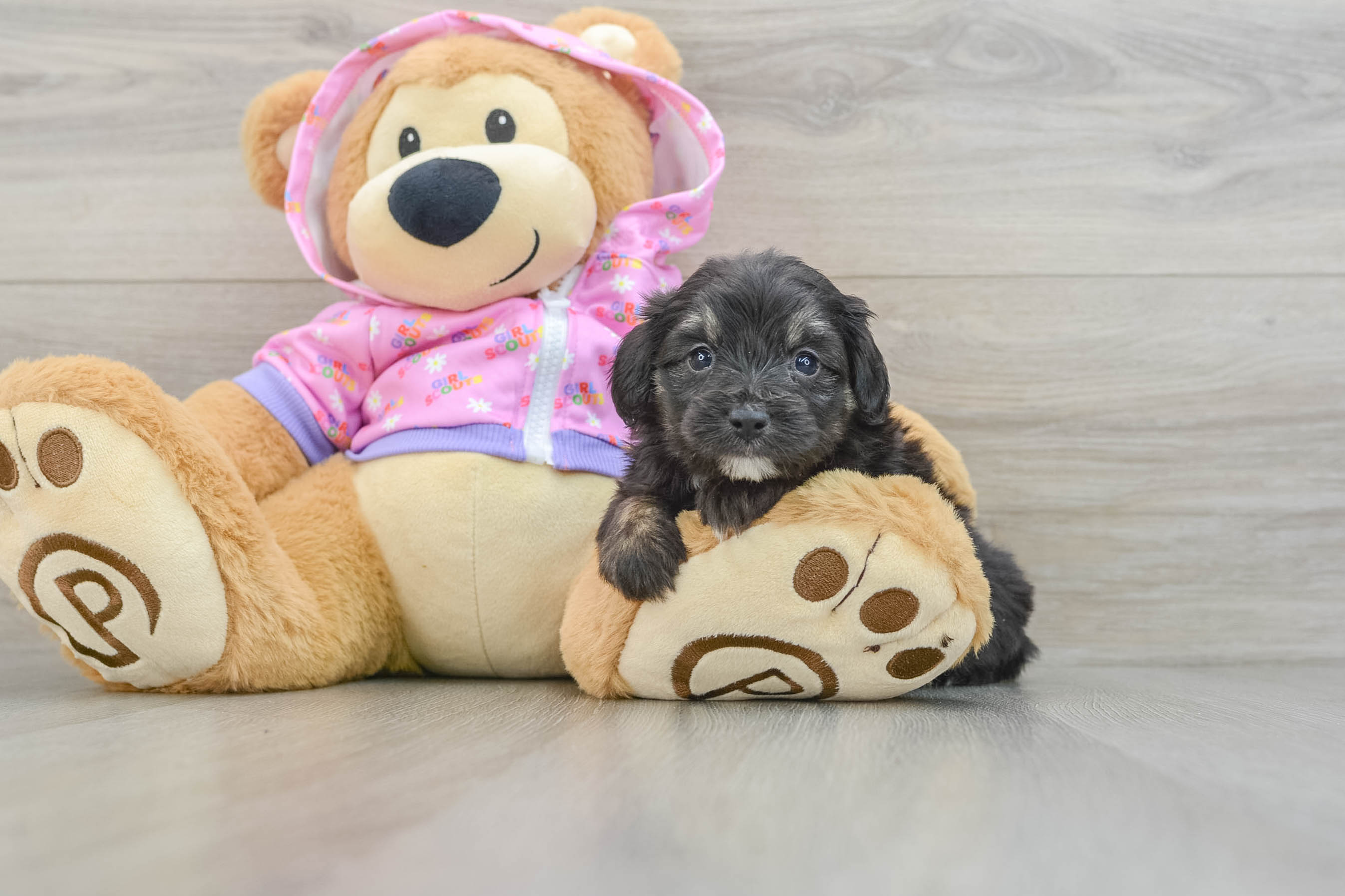 Mini Aussiedoodle Pup Being Cute