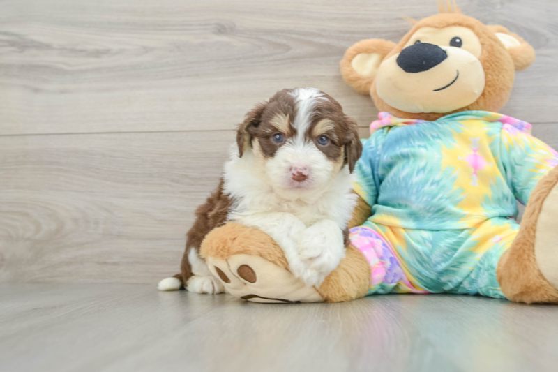 Meet Smokey - our Mini Aussiedoodle Puppy Photo 1/3 - Lone Star Pups