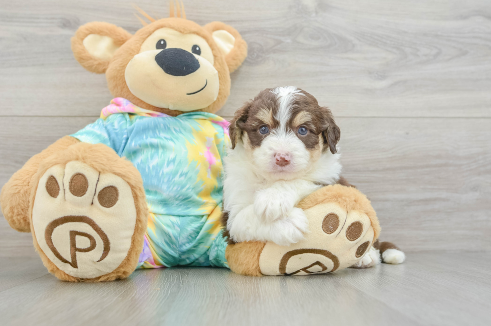 5 week old Mini Aussiedoodle Puppy For Sale - Lone Star Pups