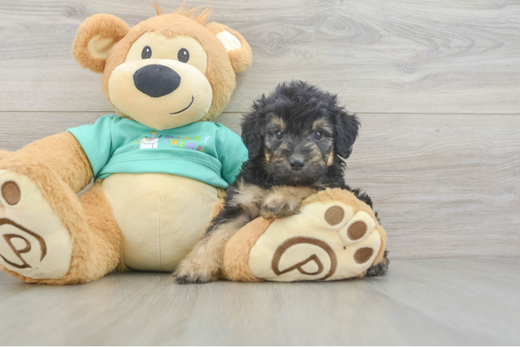 Cute Mini Aussiedoodle Baby