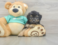 7 week old Mini Aussiedoodle Puppy For Sale - Lone Star Pups