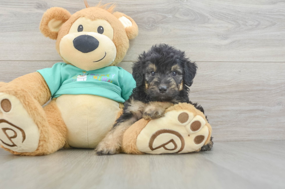 5 week old Mini Aussiedoodle Puppy For Sale - Lone Star Pups