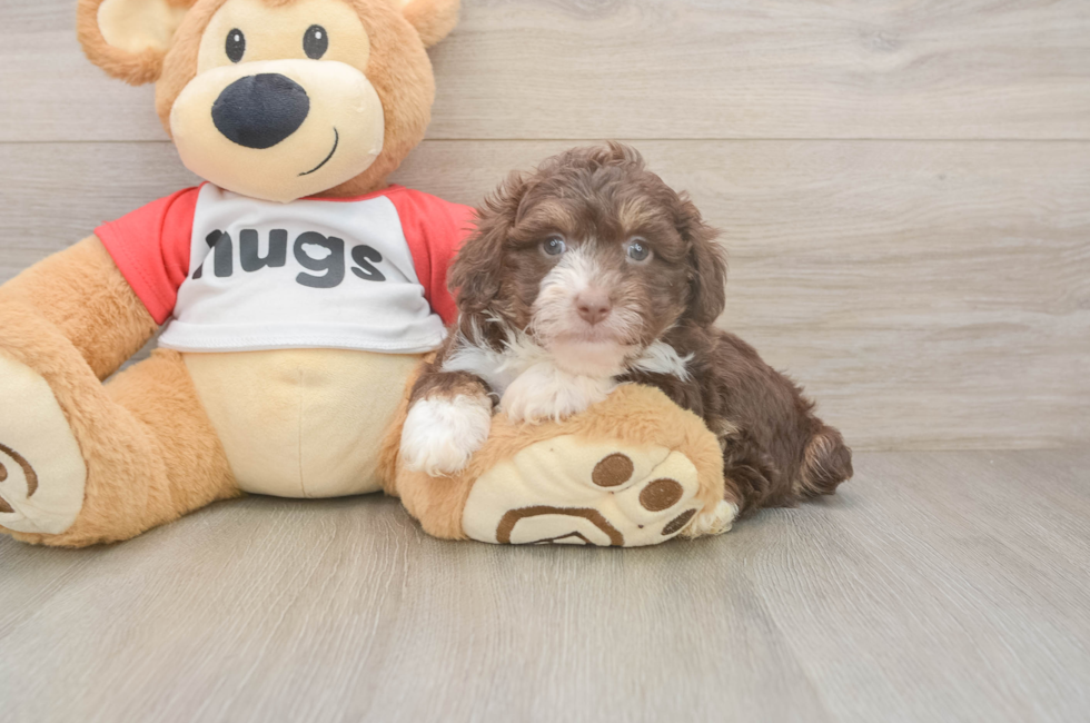 6 week old Mini Aussiedoodle Puppy For Sale - Lone Star Pups