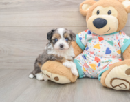 7 week old Mini Aussiedoodle Puppy For Sale - Lone Star Pups