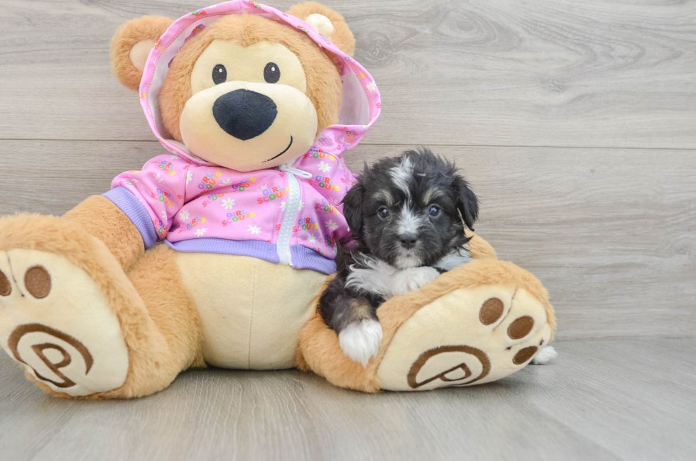 5 week old Mini Aussiedoodle Puppy For Sale - Lone Star Pups