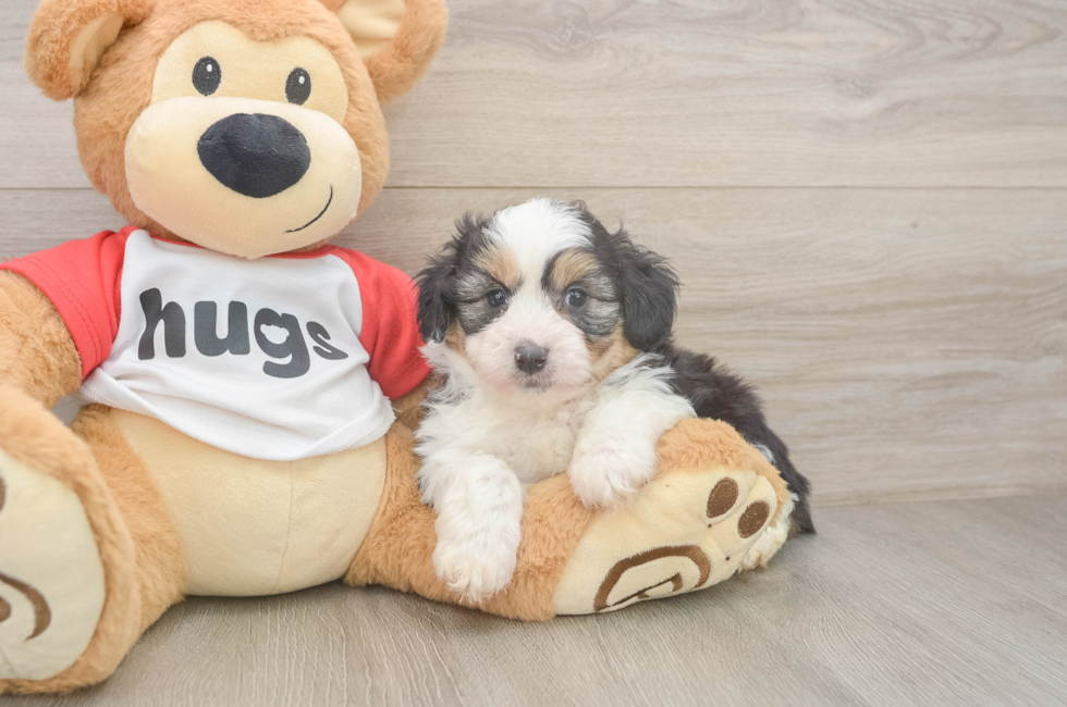 6 week old Mini Aussiedoodle Puppy For Sale - Lone Star Pups