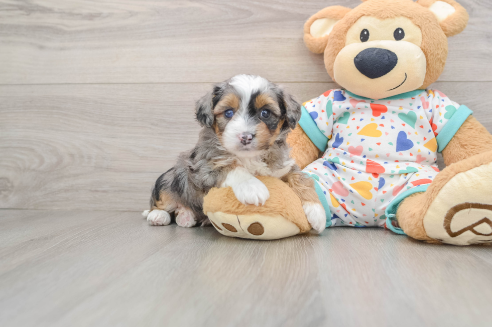 Fluffy Mini Aussiedoodle Poodle Mix Pup