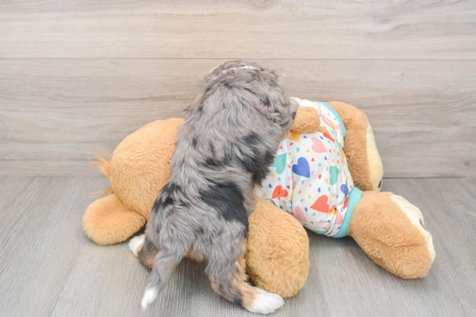 Smart Mini Aussiedoodle Poodle Mix Pup