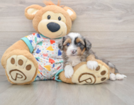 8 week old Mini Aussiedoodle Puppy For Sale - Lone Star Pups